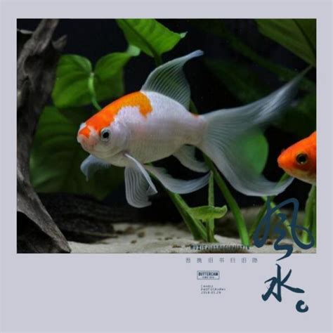 房間養魚|魚缸能招財…但千萬別放這些地方！觸犯「5禁忌」反損財 